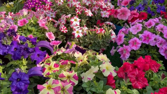 Giant Petunias how to care and tips #flowers #flowersname #flowerpot #petunia #terracegarden смотреть онлайн