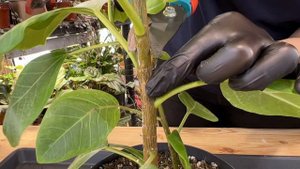 ОБРЕЗКА ФИКУСА АЛЬТИССИМА | РАЗМНОЖЕНИЕ И УХОД