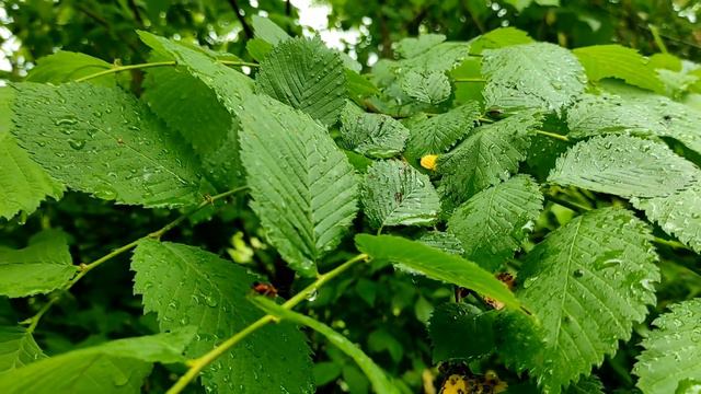 Врач назвала продукты, в которых могут содержаться паразиты смотреть онлайн