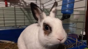 Samsung Galaxy A31. Плюсы и минусы