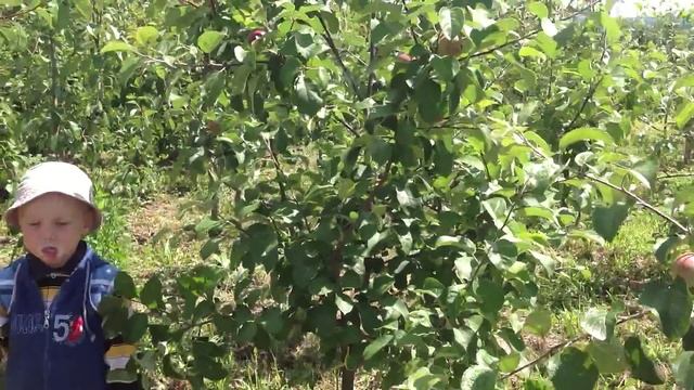 Яблоня сорта смотреть онлайн