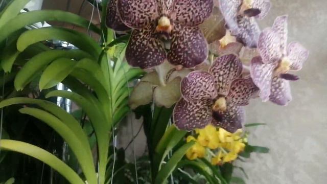 Цветение ванд в ноябре. смотреть онлайн