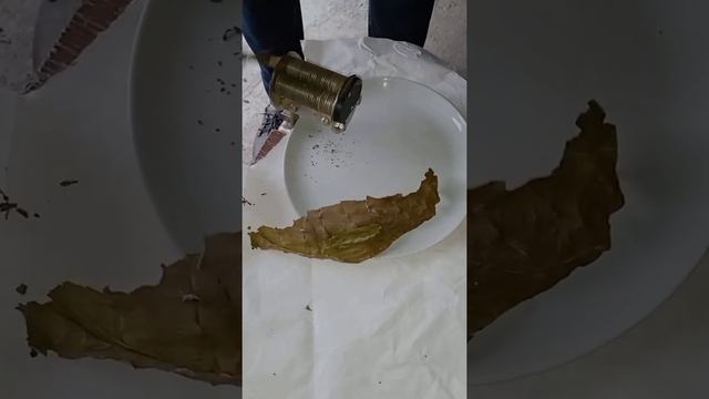 Выращивание табака от А до Я в домашних условиях. смотреть онлайн