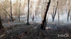 Страшная сила стихий. Огонь и ветер. Горят леса.