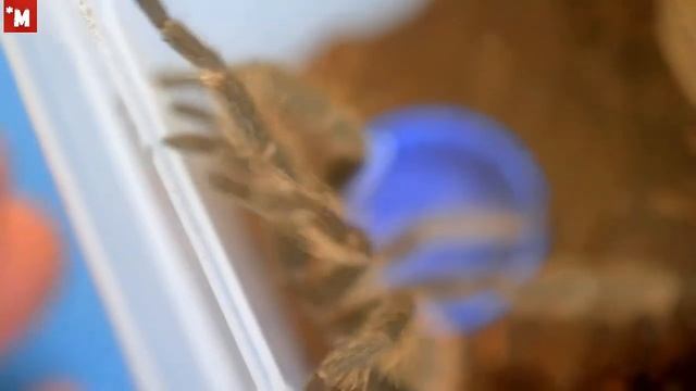 Паук птицеед. Lasiodora parahybana. Посылка. Распаковка. смотреть онлайн