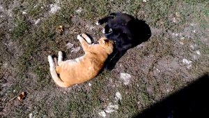 Дружба кошки и собаки - Учитесь, люди! Friendship cats and dogs