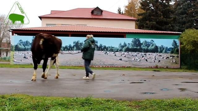 Красно-пёстрые голштины АО ГЦВ