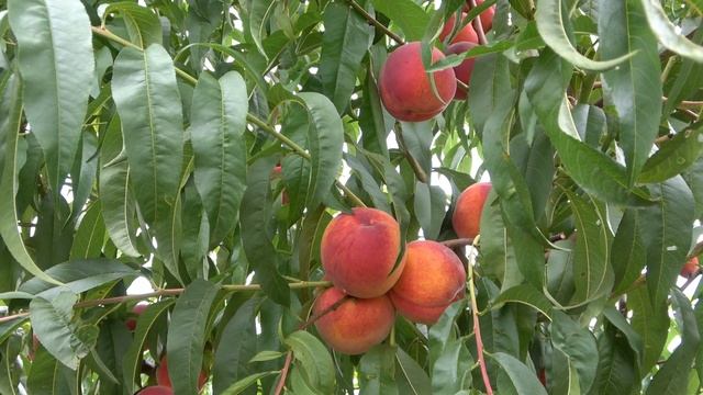 Сорт-эталон /Плодоношение персика Ред Хевен смотреть онлайн
