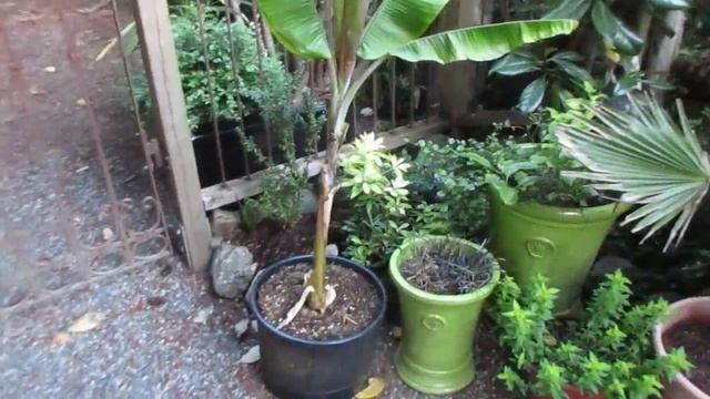 New Cold Hardy Banana Plant Musa 'Helen's Hybrid' смотреть онлайн