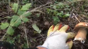 Какие грибы растут на Урале. Грибной август 2020