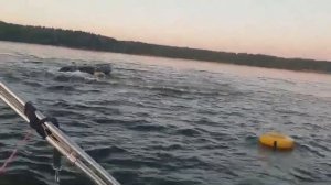 🚣На Можайском водохранилище кружила лодка без людей, а из лодки выпали двое мужчин🚣