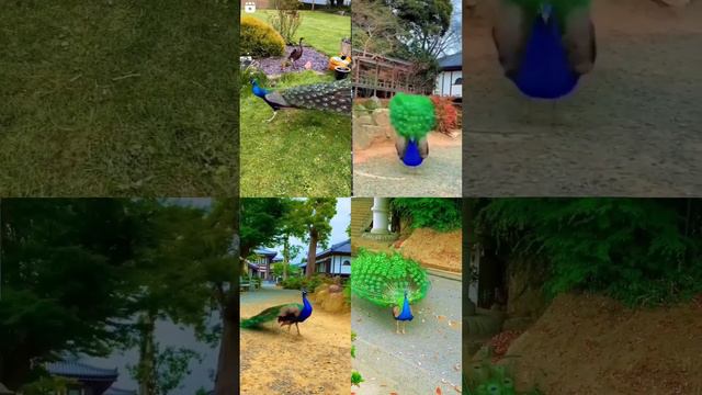 national bird peacock peacock dance #peacock #birds #beautiful #bird #nature #voice #yt #birdsounds