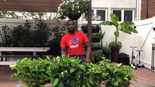 Planting Endless Summer Hydrangeas ?? ?? смотреть онлайн