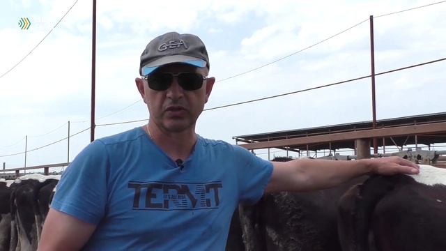 Правила отбора молочных коров смотреть онлайн