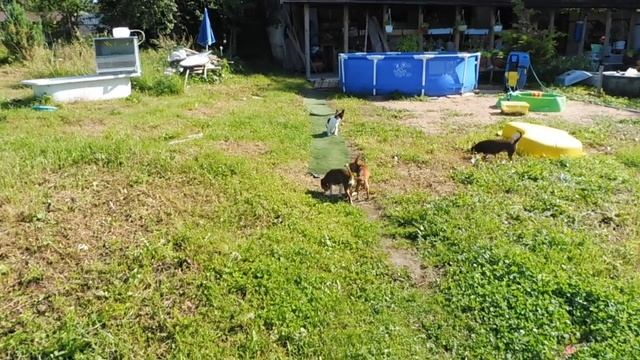 Щенки  ЧИХУАХУА помогают кормить КУРОЧЕК / купить щенка в питомнике РКФ Мари Мистик продаю чихуа