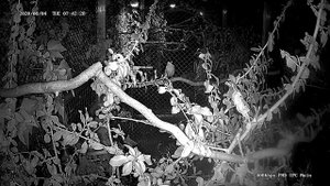 Седоголовая чекановая горихвостка (лат. Cossypha niveicapilla)