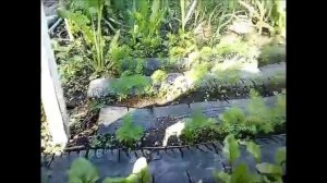 Грядки из покрышек, результат