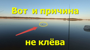 Приплыла нерпа на рыбалке