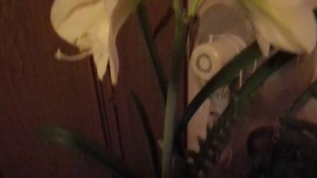 Амариллис белый в домашних условиях смотреть онлайн