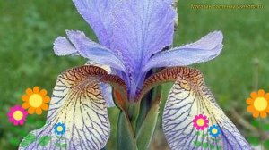 Ирис сибирский Баниш Мисфортун. Краткий обзор, описание iris sibirica Banish Misfortune