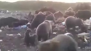 Медведи на городской свалке. Магадан.
