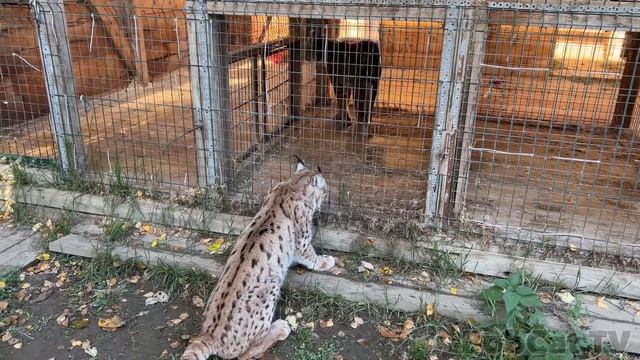 ШОК! РЫСЬ Симба ВПЕРВЫЕ ВЫХОДИТ ИЗ ВОЛЬЕРА / Барханные кошки устроили сюрприз смотреть онлайн