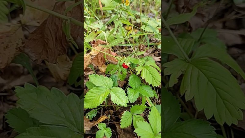 С Темным Эльфом в деревне / Земляника #darkelf #village #деревня #camping #strawberry