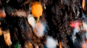 ПАН14 Получение Биогумуса для защиты растений от болезней и вредителей