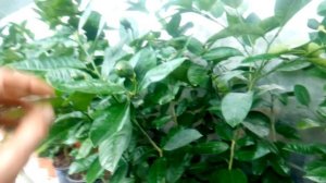 Лимон Киевский крупноплодный, Мейра, Павловский и др...