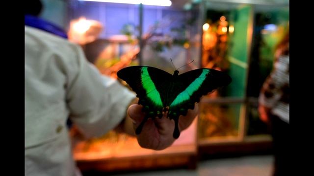 Народные приметы про бабочек смотреть онлайн