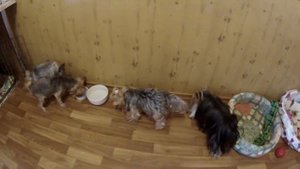 Как ужинают йорки в питомнике XX-Vek - видео обзор