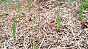 Shallots. Growing Shallot is easier than you think.