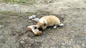 Щенки соседской дворняжки!