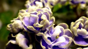 замальовка сорту міні фіалки Gleeful Elf світлий варіант цвітіння