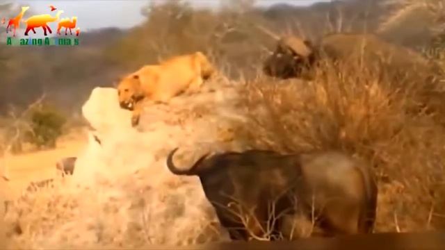 Буйволы окружили Льва Убившего их детеныша смотреть онлайн