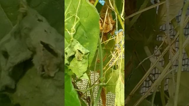 Теплица после заморозков. смотреть онлайн