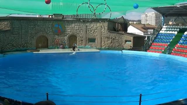 Дельфинарий в Адлере смотреть онлайн