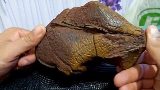 сидеритовая септариевая конкреция, септария