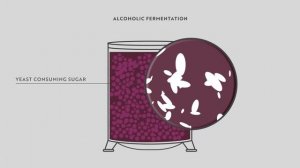 Red Winemaking in Bordeaux Explained