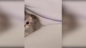 Милые котята Мяу Мяу Мяу / смешные котики