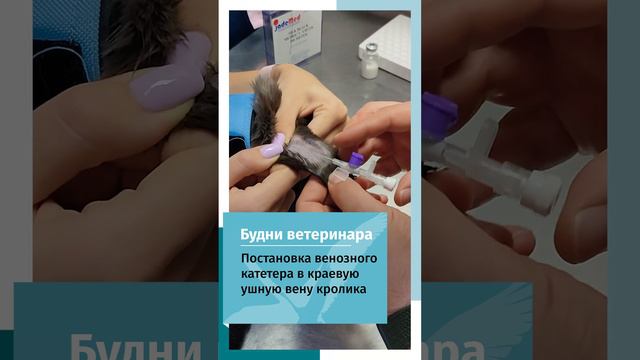 Постановка внутривенного катетора кролику в вену уха