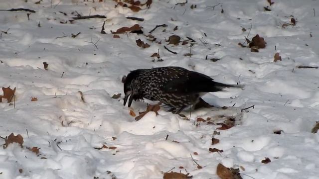 Nutcracker hides nuts. Кедровка прячет орехи смотреть онлайн