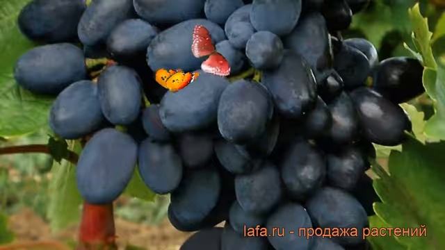 Виноград плодовый Кодрянка (vitis Kodryanka) ? обзор: как сажать, рассада винограда Кодрянка