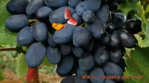 Виноград плодовый Кодрянка (vitis kodryanka) ? обзор: как сажать, рассада винограда Кодрянка