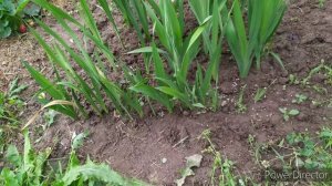 Гладиолусы. О детках, времени уборки, подкормках и пр