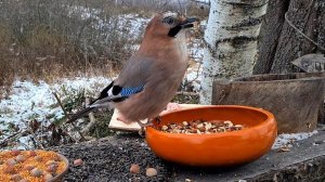 Видео для кошек и попугаев. Птиченькино кафе от рассвета до заката. Yoll's добрый stream