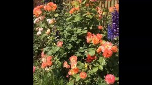 Роза Вестерленд в компании с дельфиниумами ?!! Rose Westerland !! ?