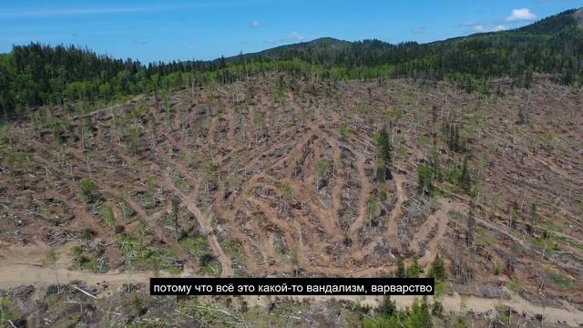 Валерий Мутин исследует деляну после санитарных рубок на хребте Мяо-Чан смотреть онлайн