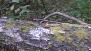 ЗАГЛЯНУЛ В ГЛУБЬ ЛЕСА,  А ТАААМ СКАЗОЧНЫЕ ГРИБЫ! MUSHROOMS AND FOREST.