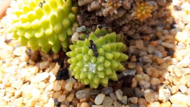 Mammillaria polythele - grow & care (Nipple cactus) смотреть онлайн